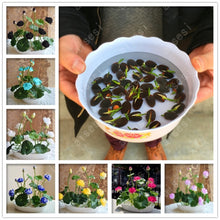 Load image into Gallery viewer, 100% Real Bonsai Flower Lotus Flower for Summer - thekindlad