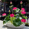 Load image into Gallery viewer, 100% Real Bonsai Flower Lotus Flower for Summer - thekindlad