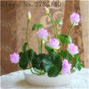 Load image into Gallery viewer, 100% Real Bonsai Flower Lotus Flower for Summer - thekindlad