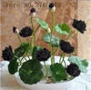 Load image into Gallery viewer, 100% Real Bonsai Flower Lotus Flower for Summer - thekindlad