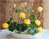 Load image into Gallery viewer, 100% Real Bonsai Flower Lotus Flower for Summer - thekindlad