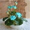 Load image into Gallery viewer, 100% Real Bonsai Flower Lotus Flower for Summer - thekindlad