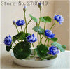 Load image into Gallery viewer, 100% Real Bonsai Flower Lotus Flower for Summer - thekindlad